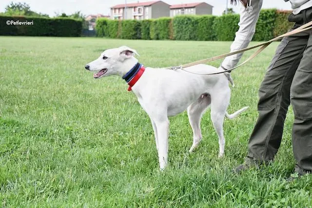 adoption day greyhound 16 maggio 2020 141