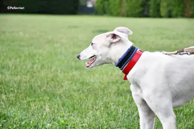 adoption day greyhound 16 maggio 2020 142