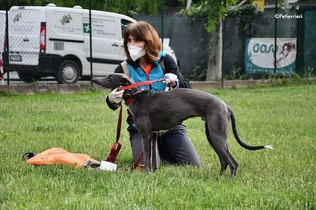 adoption day greyhound 16 maggio 2020 143 1