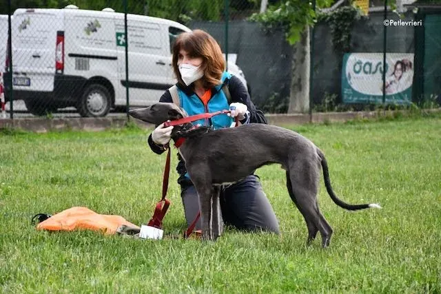 adoption day greyhound 16 maggio 2020 143