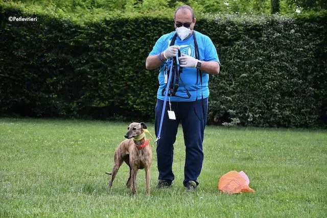 adoption day greyhound 16 maggio 2020 144