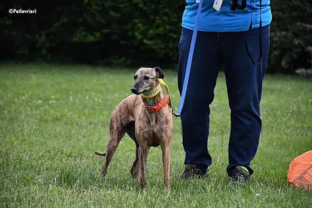 adoption day greyhound 16 maggio 2020 145