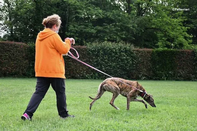 adoption day greyhound 16 maggio 2020 146