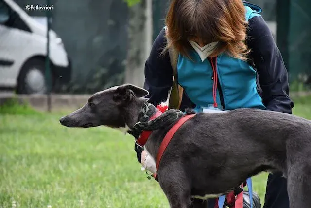 adoption day greyhound 16 maggio 2020 147