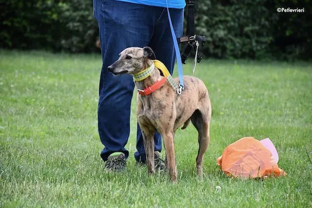 adoption day greyhound 16 maggio 2020 148