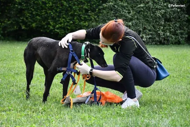 adoption day greyhound 16 maggio 2020 149