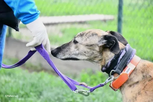 adoption day greyhound 16 maggio 2020 15
