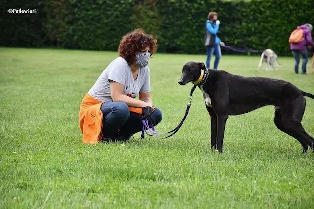 adoption day greyhound 16 maggio 2020 151