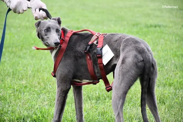 adoption day greyhound 16 maggio 2020 152