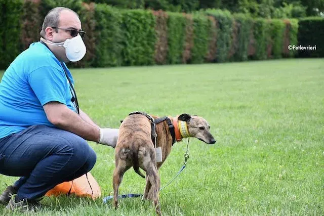 adoption day greyhound 16 maggio 2020 153