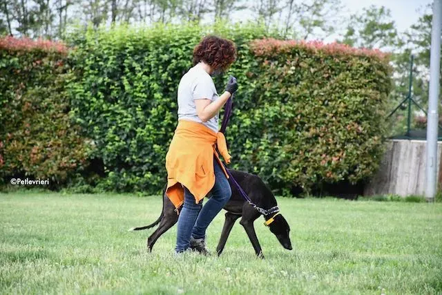 adoption day greyhound 16 maggio 2020 154
