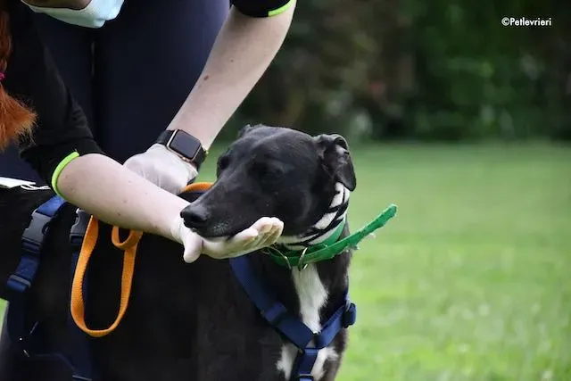 adoption day greyhound 16 maggio 2020 155