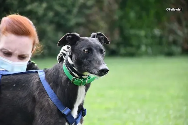 adoption day greyhound 16 maggio 2020 156