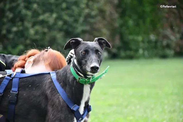 adoption day greyhound 16 maggio 2020 157