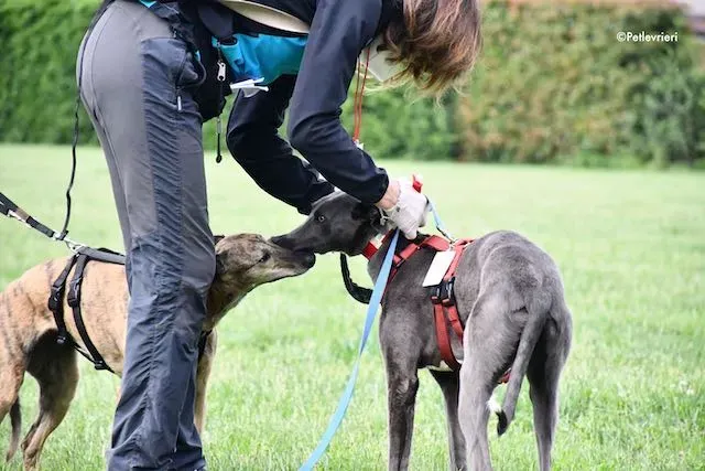 adoption day greyhound 16 maggio 2020 158