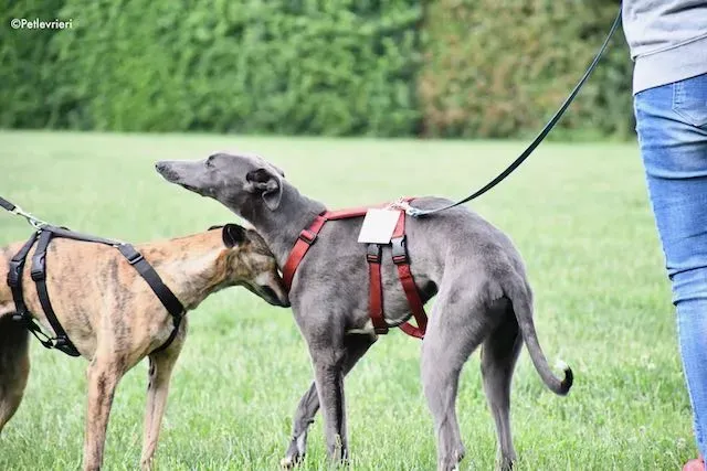 adoption day greyhound 16 maggio 2020 159