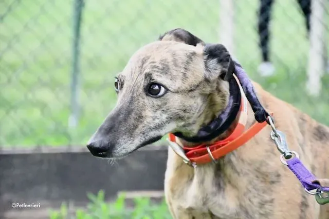 adoption day greyhound 16 maggio 2020 16