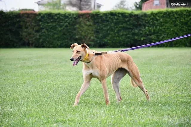 adoption day greyhound 16 maggio 2020 160