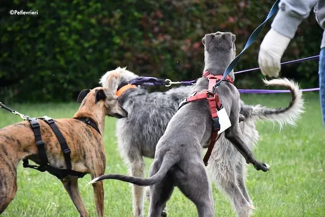 adoption day greyhound 16 maggio 2020 161