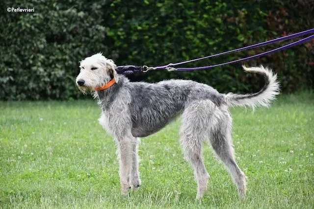 adoption day greyhound 16 maggio 2020 162