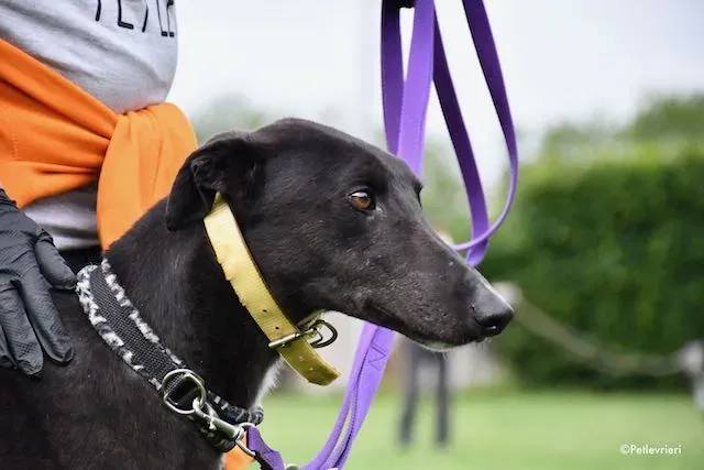 adoption day greyhound 16 maggio 2020 163