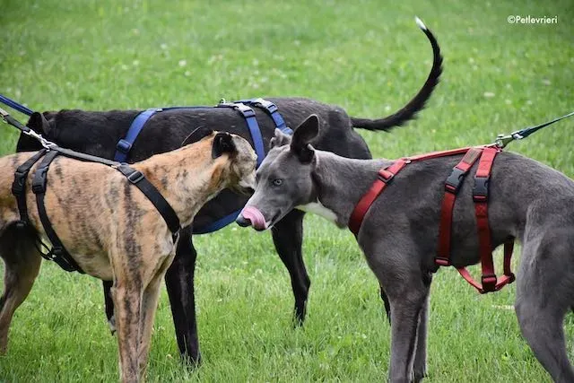 adoption day greyhound 16 maggio 2020 164