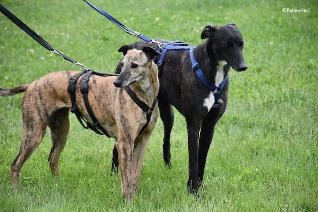 adoption day greyhound 16 maggio 2020 165