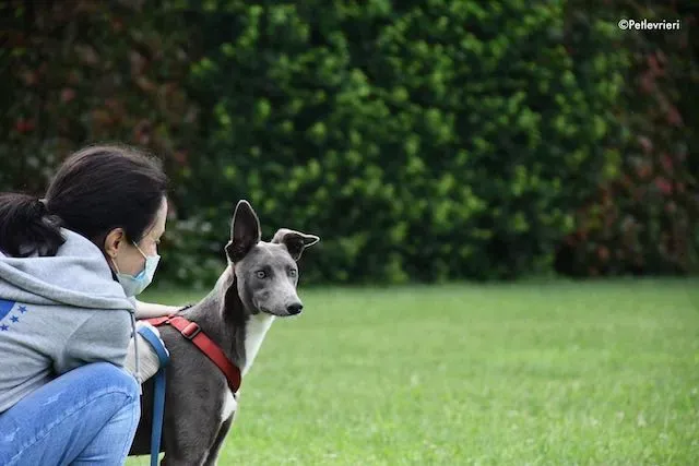 adoption day greyhound 16 maggio 2020 166