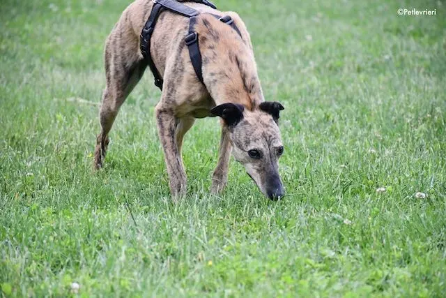 adoption day greyhound 16 maggio 2020 167