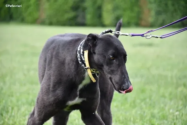 adoption day greyhound 16 maggio 2020 168