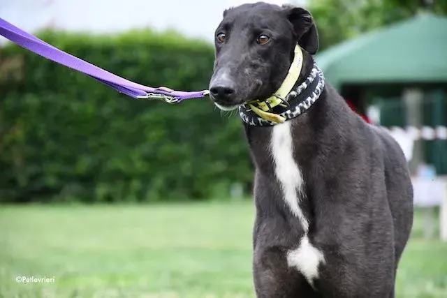 adoption day greyhound 16 maggio 2020 169