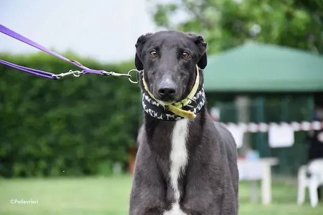 adoption day greyhound 16 maggio 2020 170