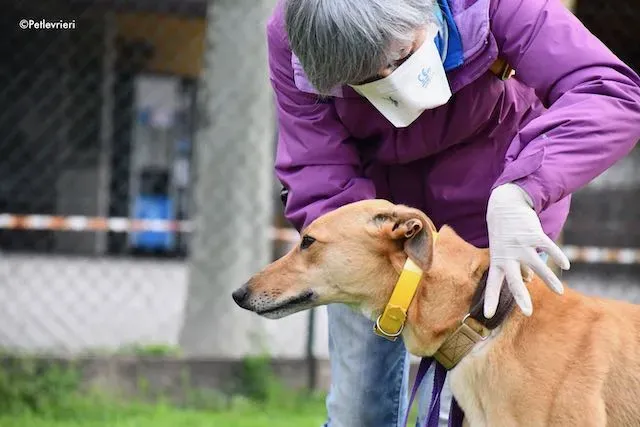 adoption day greyhound 16 maggio 2020 171