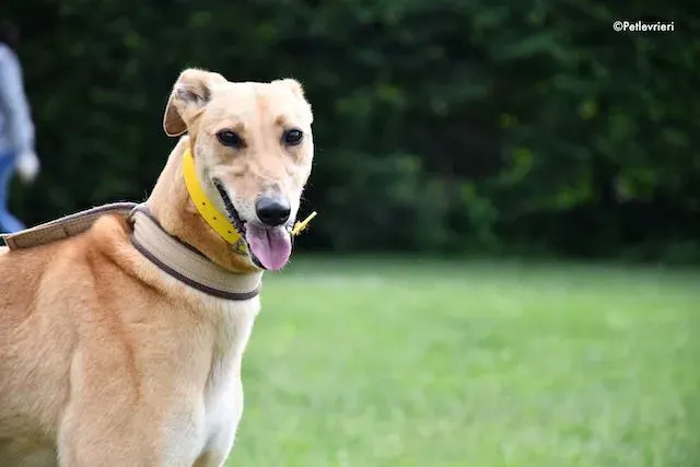 adoption day greyhound 16 maggio 2020 172