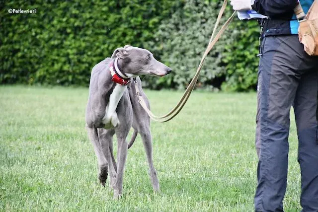 adoption day greyhound 16 maggio 2020 174