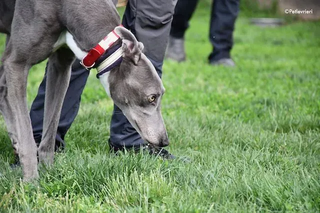 adoption day greyhound 16 maggio 2020 175