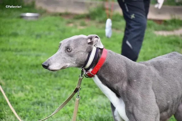 adoption day greyhound 16 maggio 2020 176