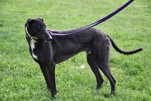 adoption day greyhound 16 maggio 2020 177