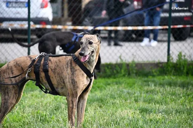 adoption day greyhound 16 maggio 2020 179