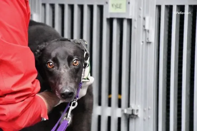 adoption day greyhound 16 maggio 2020 18