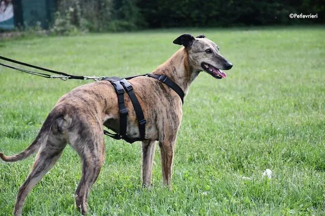 adoption day greyhound 16 maggio 2020 180