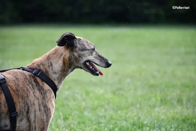 adoption day greyhound 16 maggio 2020 181