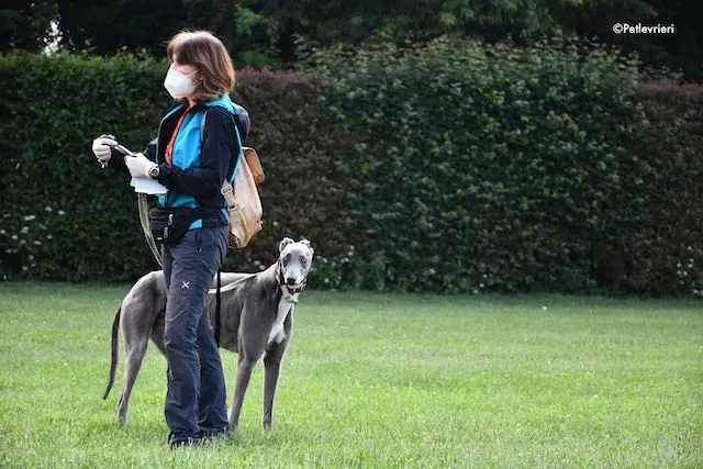 adoption day greyhound 16 maggio 2020 182