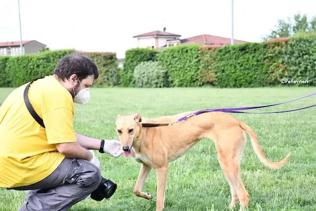 adoption day greyhound 16 maggio 2020 183