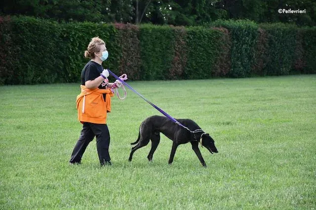 adoption day greyhound 16 maggio 2020 184 1
