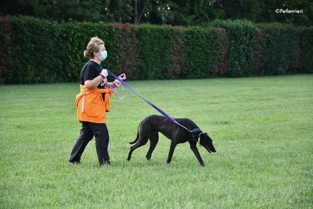 adoption day greyhound 16 maggio 2020 184