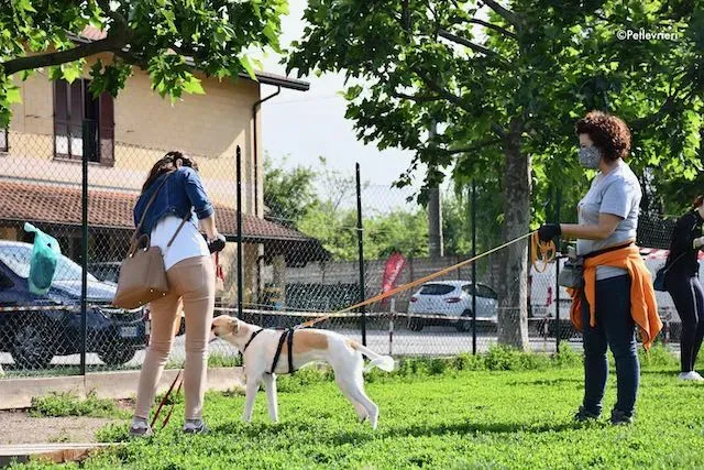 adoption day greyhound 16 maggio 2020 186