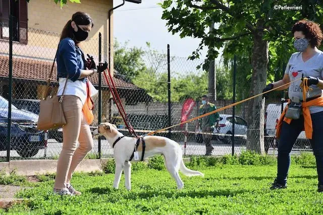 adoption day greyhound 16 maggio 2020 187