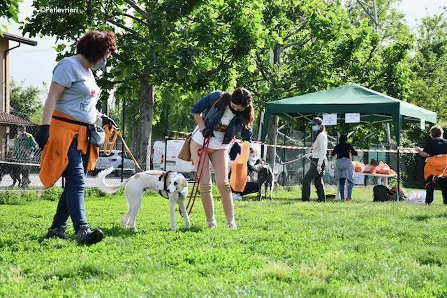 adoption day greyhound 16 maggio 2020 188