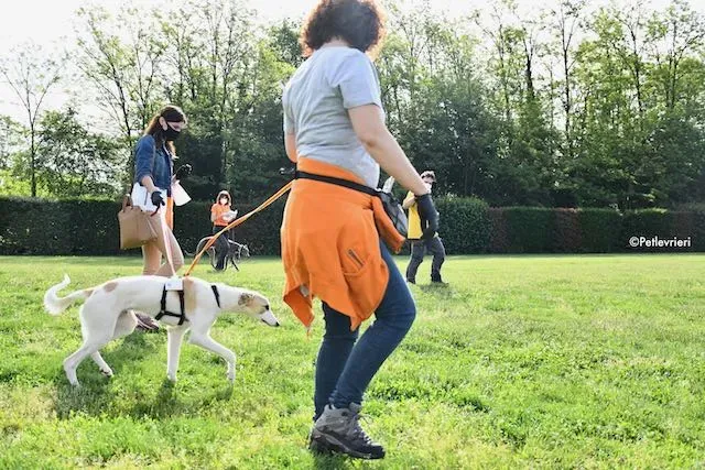 adoption day greyhound 16 maggio 2020 190